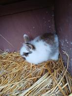 Dwerghangoor konijntjes, Dieren en Toebehoren, Konijnen, Meerdere dieren, Dwerg, Hangoor, 0 tot 2 jaar