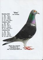 Zuivere zoon ,, Gina ,, Geert de Conick, Mannelijk, Postduif