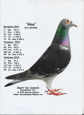 Zuivere zoon ,, Gina ,, Geert de Conick  beschikbaar voor biedingen