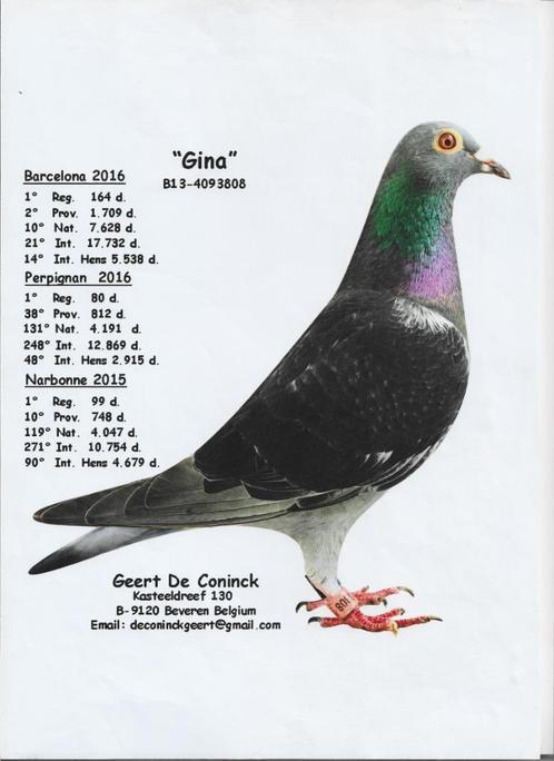 Zuivere zoon ,, Gina ,, Geert de Conick, Dieren en Toebehoren, Vogels | Duiven, Postduif, Mannelijk