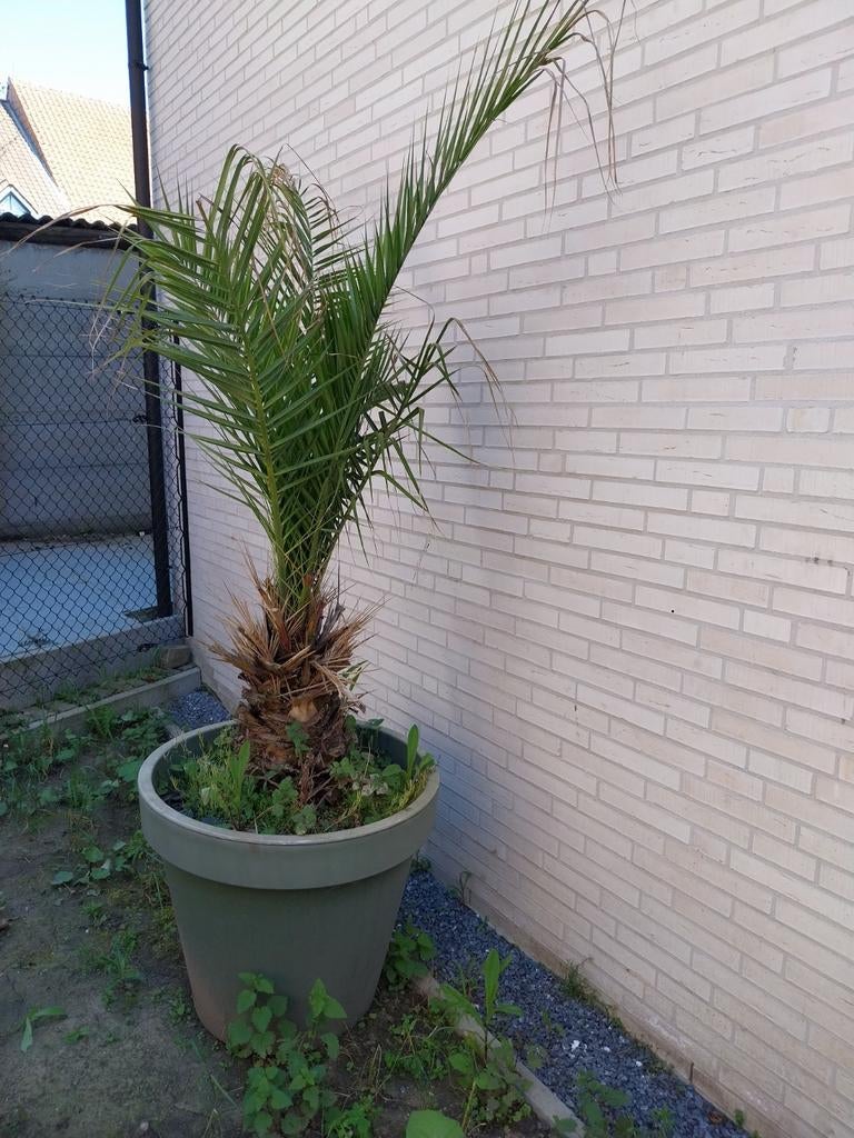 Palmboom in pot, Tuin en Terras, Ophalen, In pot, Palmboom