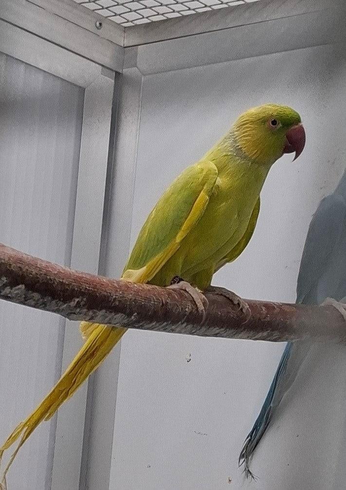 Collier pour perruche