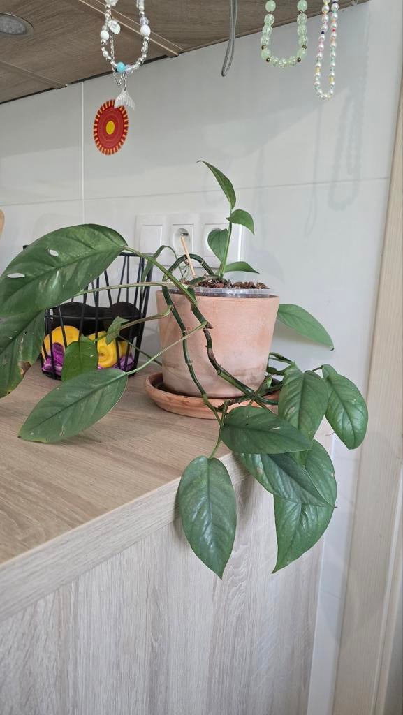 Pothos Epipremnum pinnatum 'Cebu Blue', Huis en Inrichting, Kamerplanten, Overige soorten, Minder dan 100 cm, Groene kamerplant