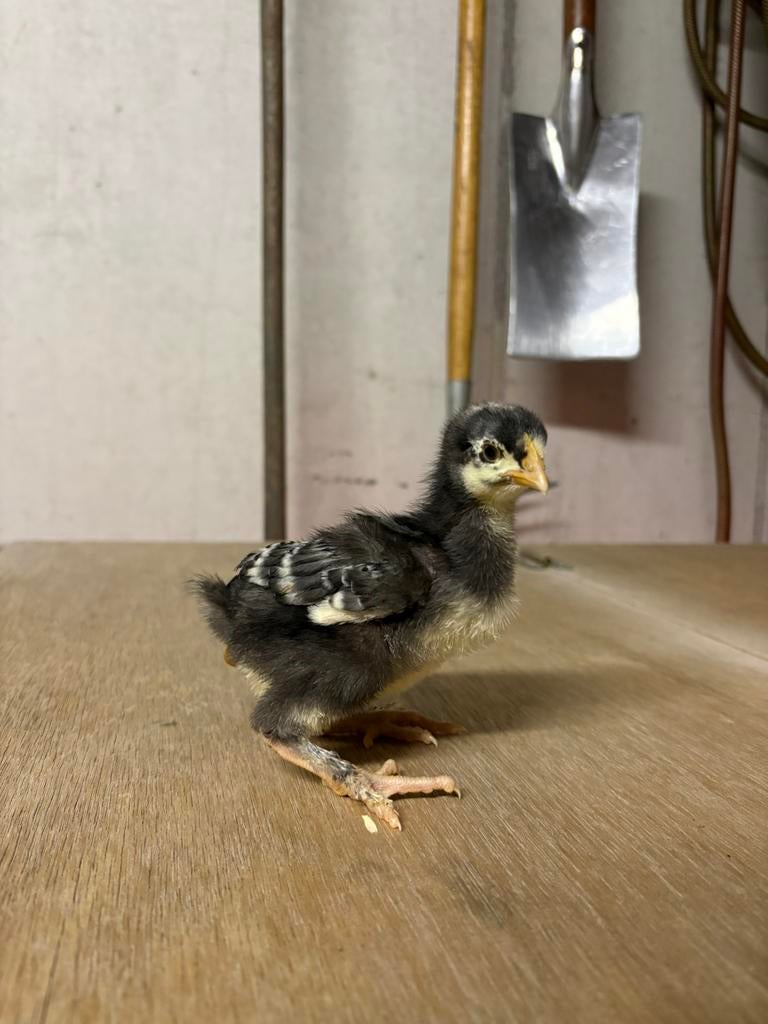 10+1 GRATIS Kuikens mechelse koekoek