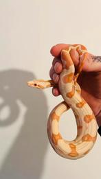 Boa constrictor albino kahl ( hypo ), Serpent, Domestique, 0 à 2 ans