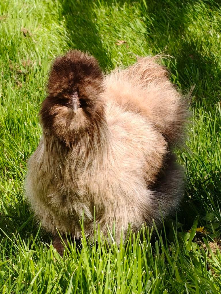 USA zijdehoen broedei, Dieren en Toebehoren, Pluimvee