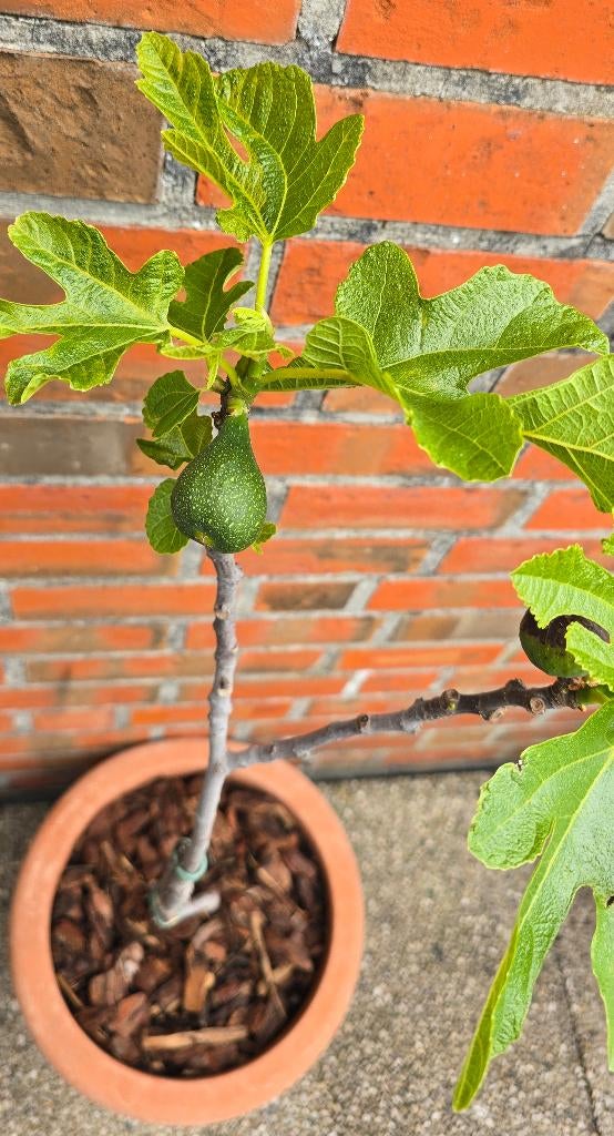 Vijgenboom 'BROWN TURKEY' vijgen boom Ficus Carica 1v12, Ophalen, Lente, Volle zon, In pot