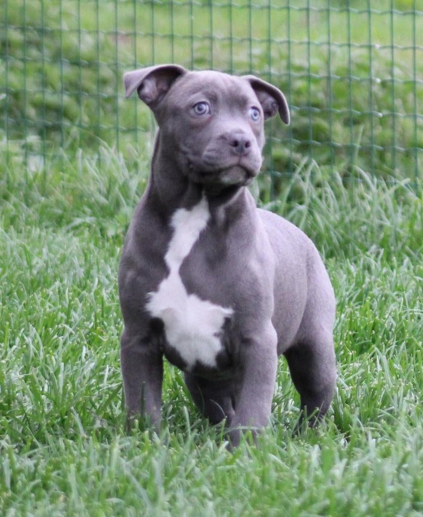 Amerikaanse Stafford pup, Dieren en Toebehoren, Parvo, België, 8 tot 15 weken, American Staffordshire Terriër