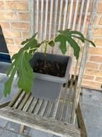 Vijgenboompje, Tuin en Terras, Ophalen