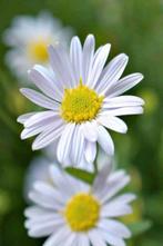 Kalimeris incisa 'Alba', Tuin en Terras, Planten | Tuinplanten, Ophalen, Volle zon