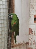 Ara mobilis, Dieren en Toebehoren, Vogels | Parkieten en Papegaaien, Mannelijk, Papegaai, Geringd