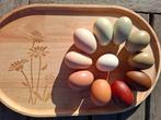 Broedeieren kleurlegger/ easter eggers, Sexe inconnu, Poule ou poulet