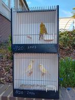 Kanaries mooien groote gezonde vogels, Juin, Mâle