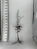 Haagplant Fagus Sylvatica Groene beukenhaag - Nu 50% korting, Ophalen, Beukenhaag, Haag, 100 tot 250 cm