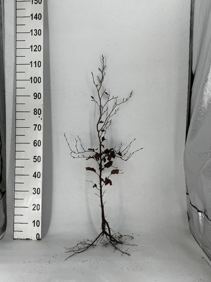 Haagplant Fagus Sylvatica Groene beukenhaag - Nu 50% korting, Tuin en Terras, Planten | Struiken en Hagen, Haag, Beukenhaag, 100 tot 250 cm