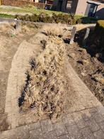 Gratis siergras 'pennisetum hameln', Tuin en Terras, Ophalen