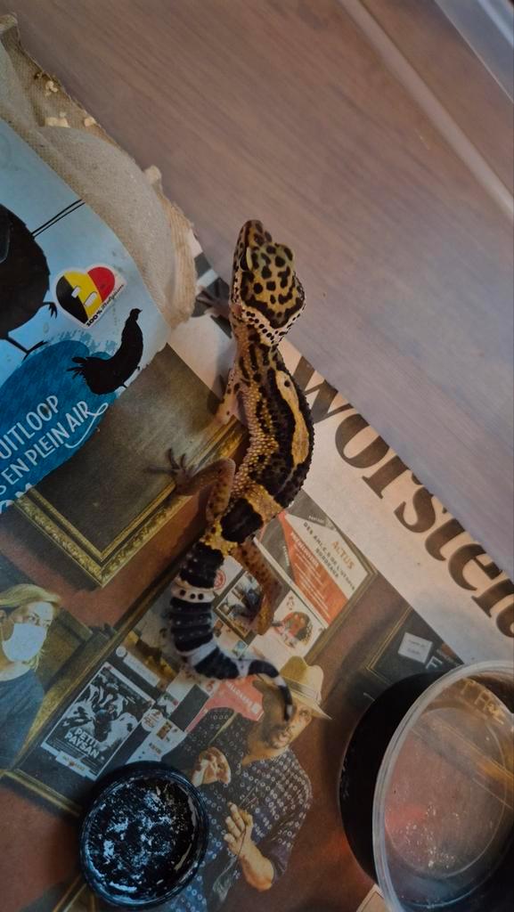Gecko léopard femelle Black Night, Animaux & Accessoires, Reptiles & Amphibiens, Lézard, 0 à 2 ans, Domestique