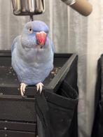 mag perroquet femelle de couleur bleue à moitié apprivoisée, Femelle, Perroquet, Domestique