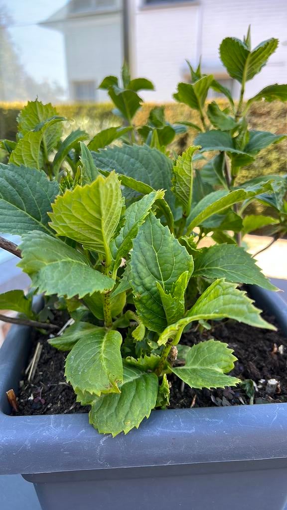 Hortensiaplantenbak met meerdere planten, Enlèvement