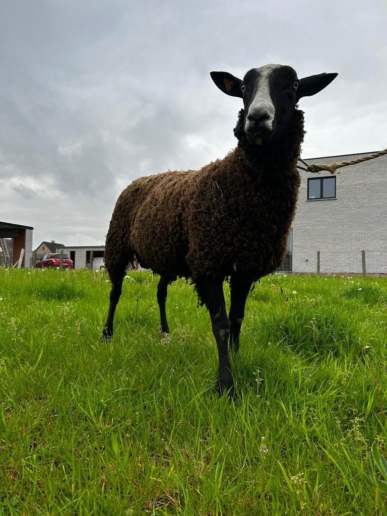Zwartbles ram, Dieren en Toebehoren, Schapen, Geiten en Varkens