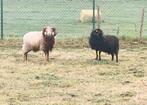Trudy en Marcel/ koppel ouessant schaapjes (drachtig), Dieren en Toebehoren