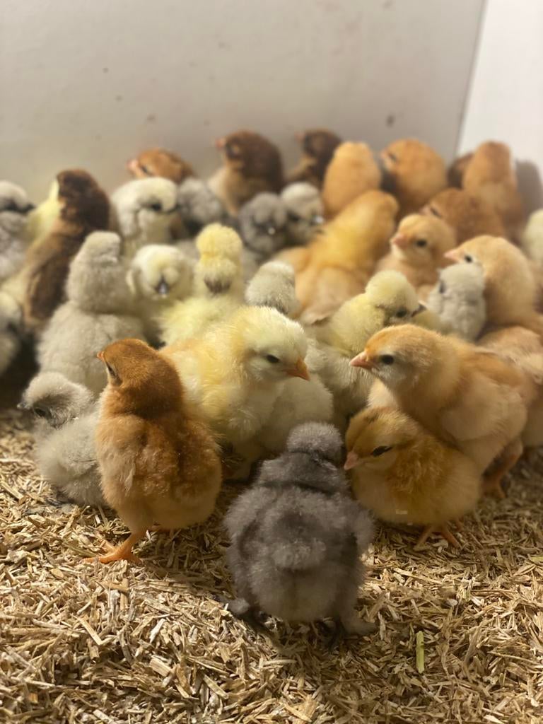 Leghen en usa zijdehoenderkriel eendagskuikens