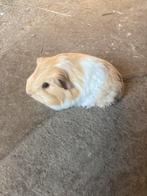 3 kleine langharige cavia beertjes te reserveren., Dieren en Toebehoren, Knaagdieren, Februari, Cavia