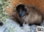 Lapin Minilop femelle de race pure(transport possible), Femelle, Nain, Oreilles tombantes, 0 à 2 ans