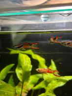 Endler guppen, Poisson, Poisson d'eau douce