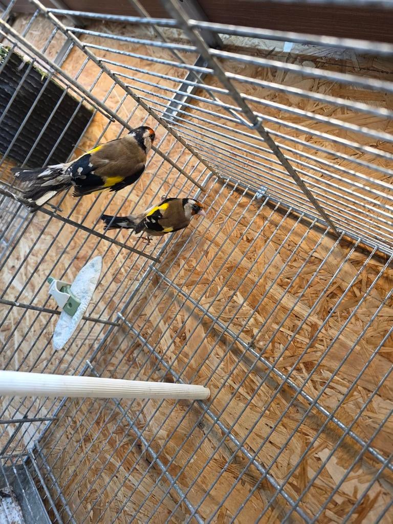 Couples petit chardoneret, Animaux & Accessoires