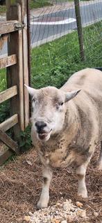 Entretien facile, Animaux & Accessoires, Mouton