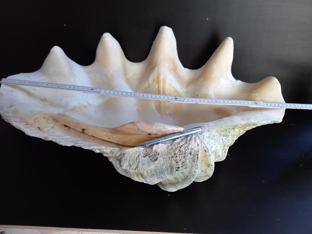 Doopvontschelp  tridacna gigas  69 cm, Enlèvement