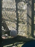 Chinese dwergkwartels, Dieren en Toebehoren, Vogels | Overige Vogels