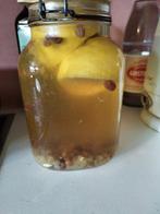 gezocht: waterkefir, Diversen, Ophalen