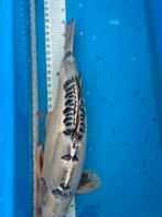 Hele mooie 70 cm koi, Karper of Koi