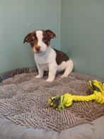 Jack Russel pupjes zoeken warme thuis, Dieren en Toebehoren, Parvo, België, 8 tot 15 weken, Meerdere