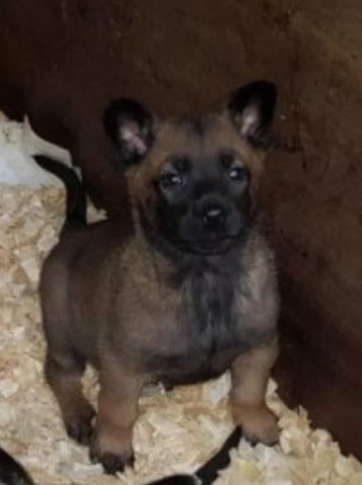 Puppies FCI uit werklijn mechelaars, Dieren en Toebehoren, Parvo, België, Fokker | Hobbymatig, 8 tot 15 weken