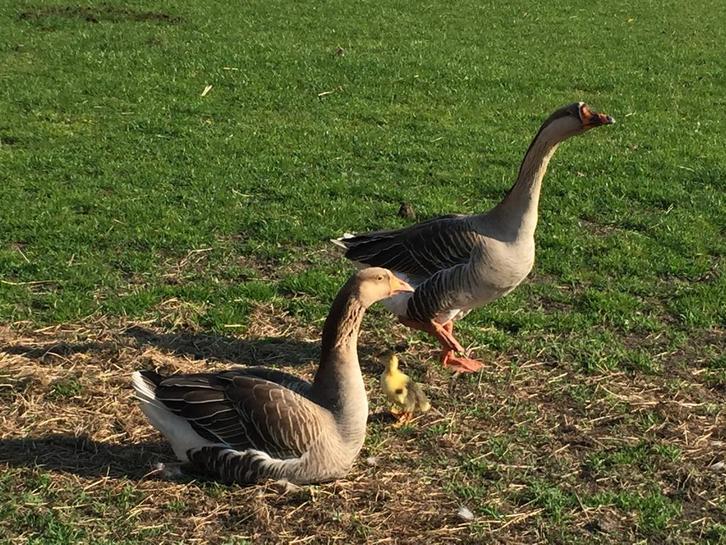 Ik zoek vrouwtjes gans, Animaux & Accessoires, Volatiles, Oie ou Cygne, Femelle