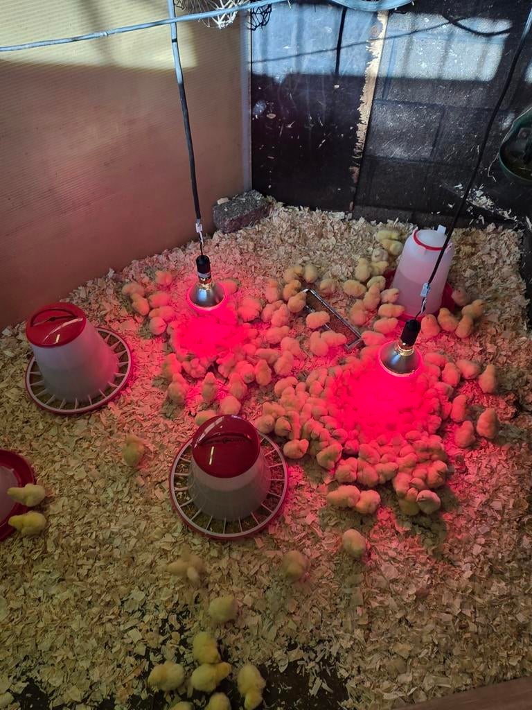 Ross 308 kuikens, Dieren en Toebehoren, Pluimvee