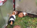 drie cavia's, Dieren en Toebehoren, Pluimvee