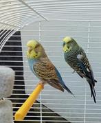 Couple de perruche avec une belle cage., Plusieurs animaux, Perruche