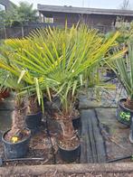 Winterharde palmboom trachycarpus fortunei, Tuin en Terras, Planten | Bomen, Ophalen of Verzenden