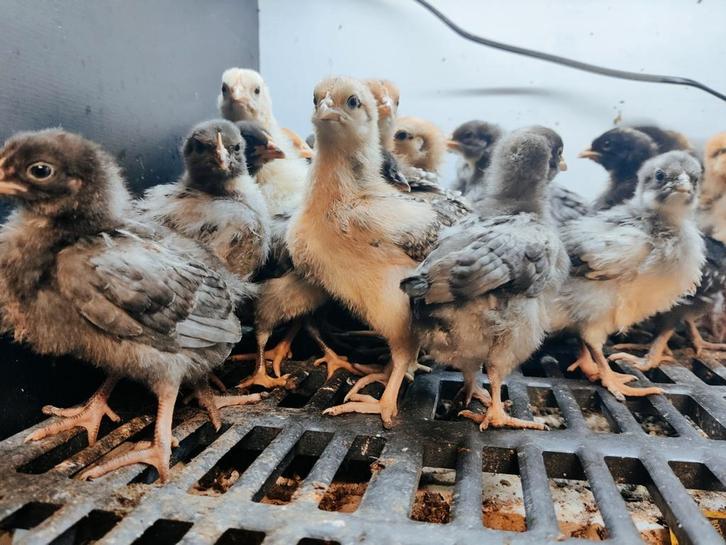 🇳🇱🌈🐣 Kuikens kleurenleggers / Easter Eggers 🐥🌈🇳🇱, Dieren en Toebehoren, Pluimvee, Kip, Meerdere dieren