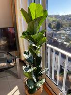 Plante d appartement, En pot, Plein soleil, Enlèvement, 100 à 150 cm