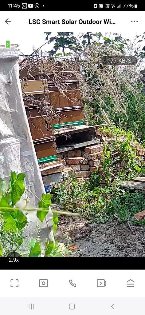 Bijenzwerm, Dieren en Toebehoren, Bijen