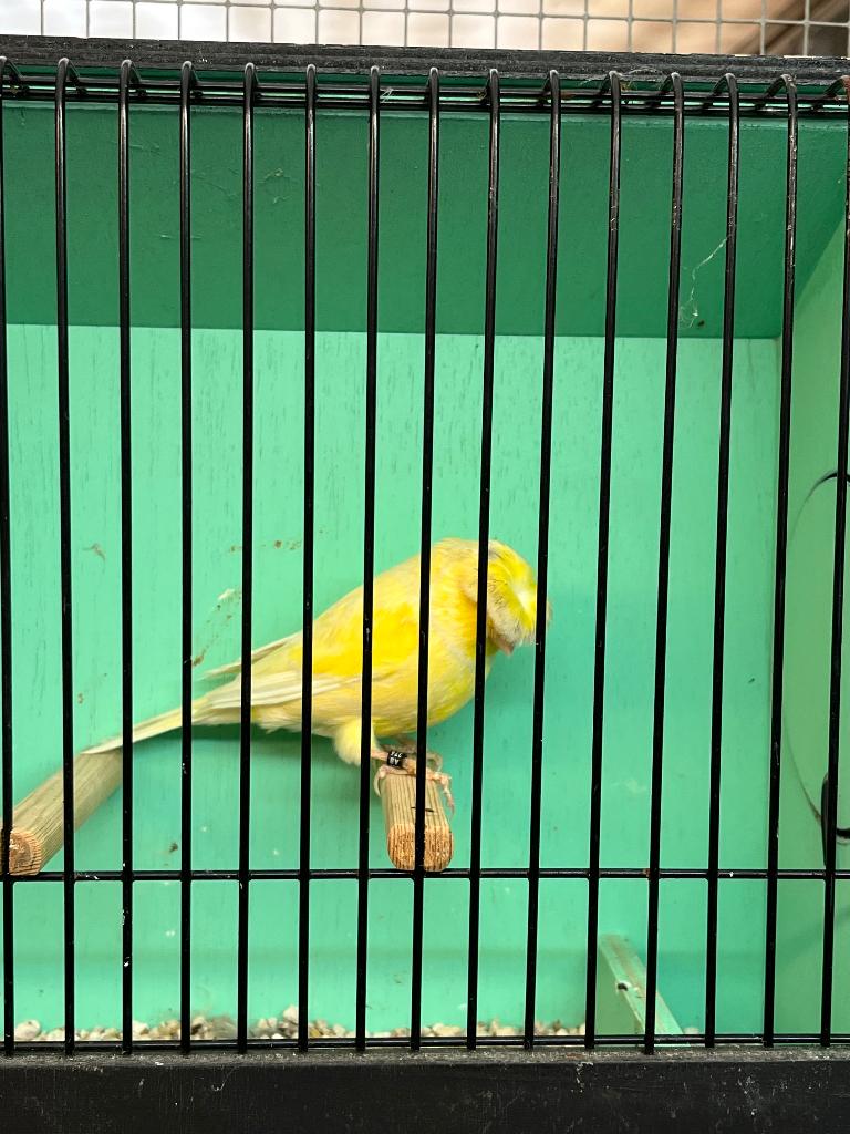 Glosters, Dieren en Toebehoren, Mannelijk, Postuurkanarie