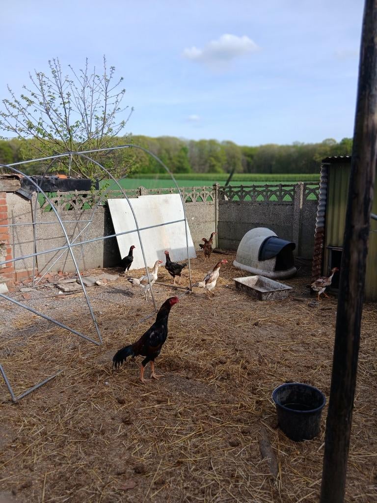 Poulets Shamo