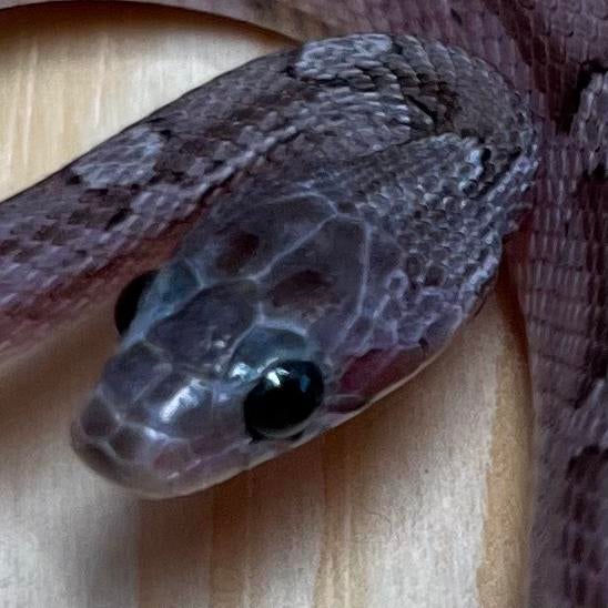 Pewter Korenslang 10 maand, man., Slang, Tam, 0 tot 2 jaar