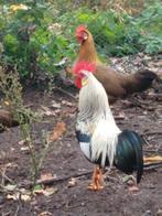 Leg Horn kriel prijs voor een set van 3