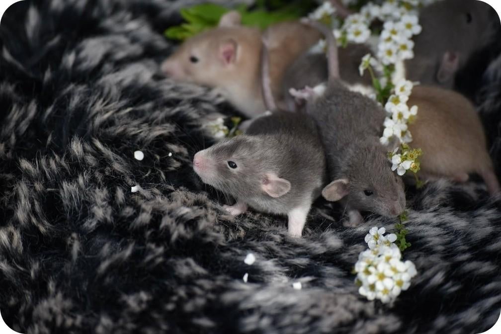 Mailinglijst open . Nestjes geboren ., Dieren en Toebehoren, Knaagdieren en Konijnen | Hokken en Kooien, Ophalen